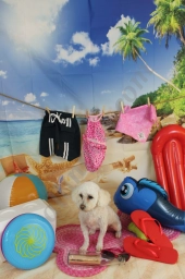 Graceful Pet Grooming  puppies for sale