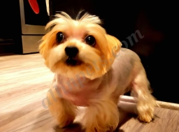 Graceful Pet Grooming