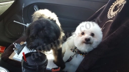 Critter Corral Pet Grooming  puppies for sale
