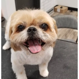 Woof Gang Bakery & Grooming Mueller