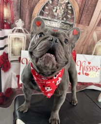 Glam Pet Groom  puppies for sale
