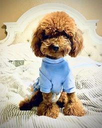 Art of Pet Grooming  puppies for sale