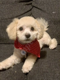 Art of Pet Grooming  puppies for sale
