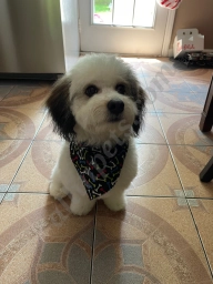 Grateful Pets Grooming & Boarding  puppies for sale