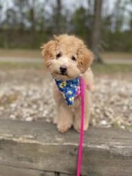 Grateful Pets Grooming & Boarding  puppies for sale