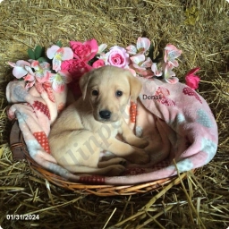 Denali  puppies for sale