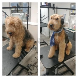 All Pets Grooming Salon  puppies for sale