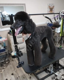 All Pets Grooming Salon