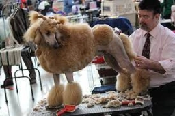 Dogs on the Run Grooming  puppies for sale