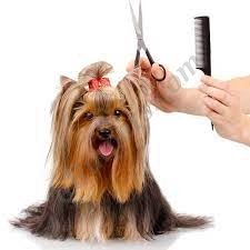 Dogs on the Run Grooming  puppies for sale