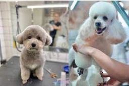 Pet Grooming  puppies for sale