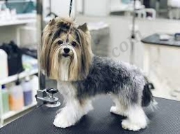 Pet Grooming  puppies for sale