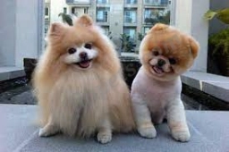 Pet Grooming