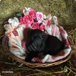 Daffodil  puppies for sale