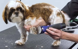 Diamond in the RUFF Grooming  puppies for sale