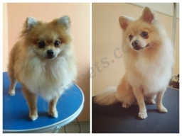 Fields of Fur Cage Free Grooming  puppies for sale