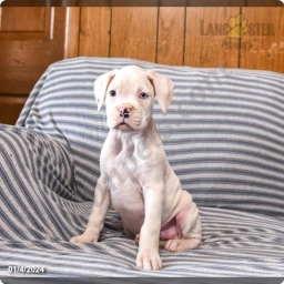Mickey  puppies for sale