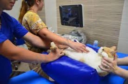 Vet Clinic of Palm Harbor  puppies for sale