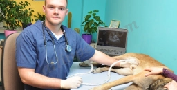 Vet Clinic of Palm Harbor  puppies for sale
