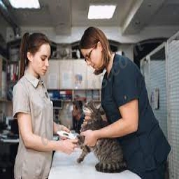 VCA All Pets Hospital  puppies for sale