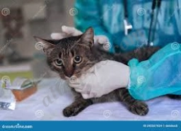 Marin City Animal Hospital  puppies for sale