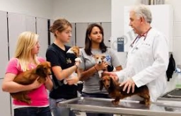 SF SPCA Community Veterinary Clinic  puppies for sale