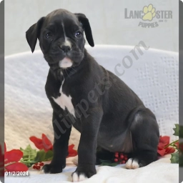 Victoria  puppies for sale