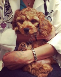 Heart of Chelsea Veterinary Group - Lower East Sid  puppies for sale