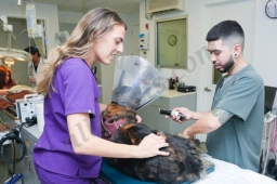 Worth Street Veterinary Center  puppies for sale