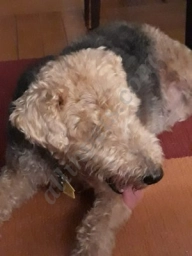 Cooper Square Veterinary Hospital  puppies for sale