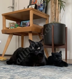 Hudson Animal Hospital  puppies for sale