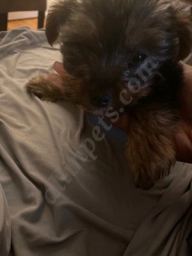 Crown Heights Animal Hospital