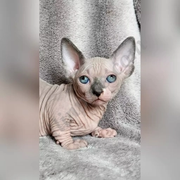 Bambino