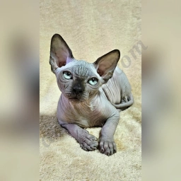 Bree  puppies for sale