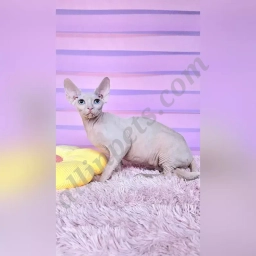 Renesmi  puppies for sale
