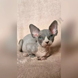 Zlata  puppies for sale