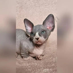 Zlata  puppies for sale