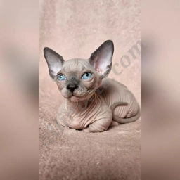 Zealand  puppies for sale