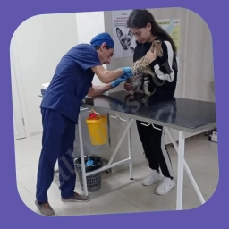 Duke Animal Clinic  puppies for sale