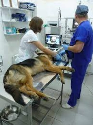 Duke Animal Clinic  puppies for sale