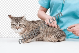 Irby Overton Veterinary Hospital  puppies for sale