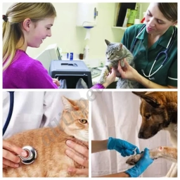 Irby Overton Veterinary Hospital  puppies for sale