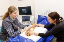 Governor's Choice Animal Hosp  puppies for sale