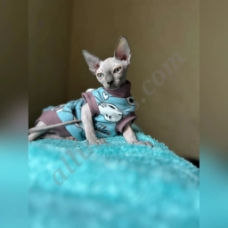 Zia  puppies for sale
