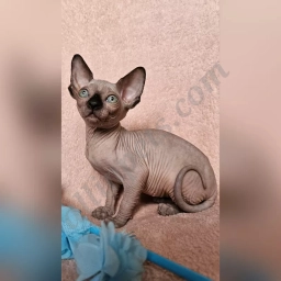 Lunabella  puppies for sale