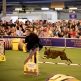 Active Paws Dog Training  puppies for sale