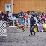 Active Paws Dog Training  puppies for sale