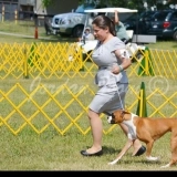 Active Paws Dog Training