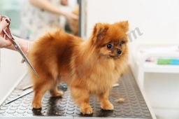 Grooming  puppies for sale