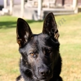 Aimee Bonnain  puppies for sale